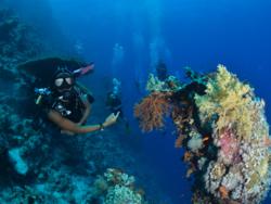 Guiding Dives at RasZaa'tar, Ras Mohamed National Park